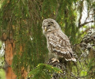 Oeraluil - Ural Owl