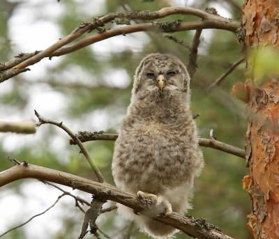 Oeraluil - Ural Owl