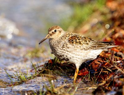 Paarse Strandloper - Purple Sandpiper