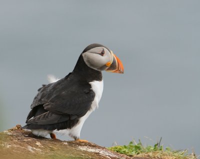 Papegaaiduiker - Atlantic Puffin