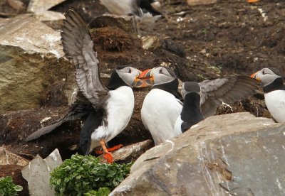 Papegaaiduikers - Atlantic Puffins