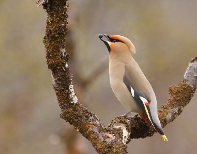 Pestvogel - Bohemian Waxwing