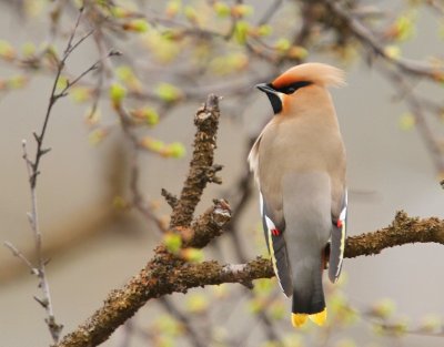 Pestvogel - Bohemian Waxwing