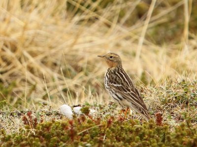 Roodkeelpieper - Red-throated Pipit