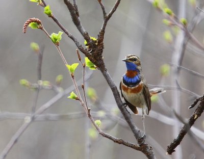 Roodsterblauwborst - Red-spotted Bluethroat