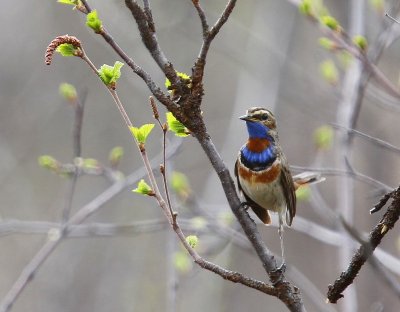 Roodsterblauwborst - Red-spotted Bluethroat