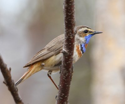 Roodsterblauwborst - Red-spotted Bluethroat