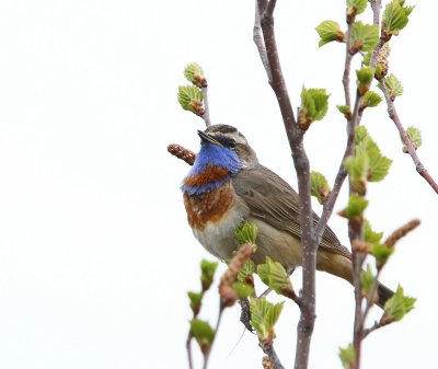 Roodsterblauwborst - Red-spotted Bluethroat