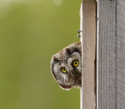 Ruigpootuil -Tengmalm's Owl