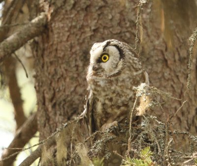 Ruigpootuil -Tengmalm's Owl