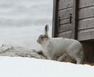 Sneeuwhaas - Mountain Hare