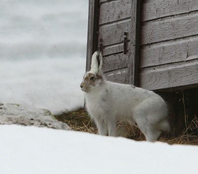 Sneeuwhaas - Mountain Hare