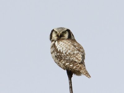 Sperweruil - Northern Hawk Owl