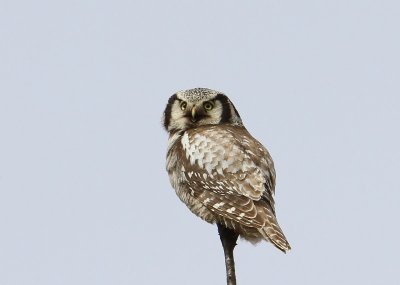 Sperweruil - Northern Hawk Owl