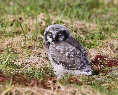 Sperweruil - Northern Hawk Owl