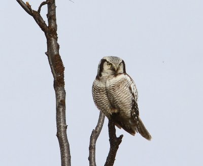 Sperweruil - Northern Hawk Owl