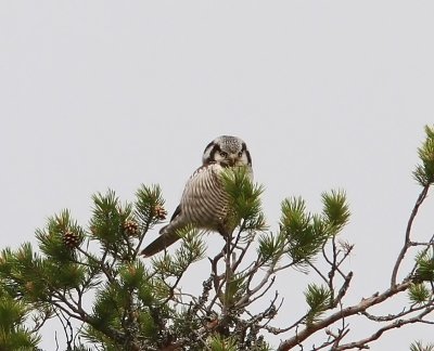 Sperweruil - Northern Hawk Owl