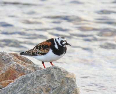 Steenloper - Ruddy Turnstone