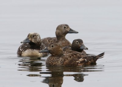 Stellers Eiders - Steller's Eiders