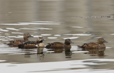 Stellers Eiders - Steller's Eiders