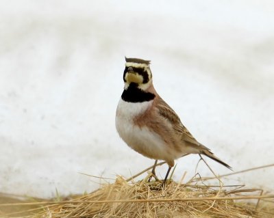 Strandleeuwerik - Horned Lark