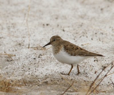 Temmincks Strandloper - Temminck's Stint