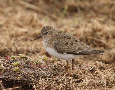 Temmincks Strandloper - Temminck's Stint.jpg