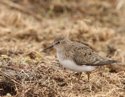 Temmincks Strandloper - Temminck's Stint