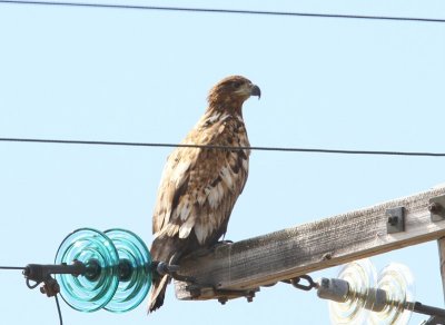 Zeearend - White-tailed Eagle