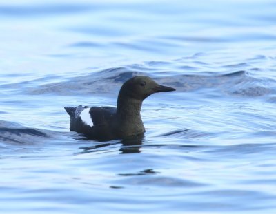 Zwarte Zeekoet - Black Guillemot