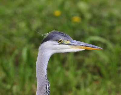 Blauwe Reiger - Grey Heron