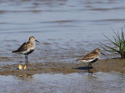 Bonte Strandlopers - Dunlins