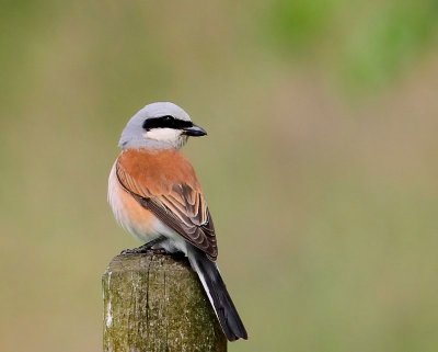 Grauwe Klauwier - Red-backed Shrike