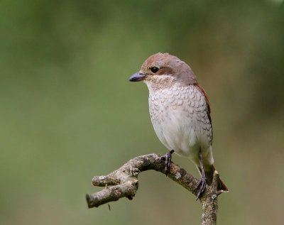 Grauwe Klauwier - Red-backed Shrike