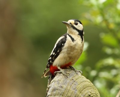 Grote Bonte Specht - Great Spotted Woodpecker