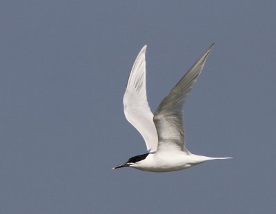 Grote Stern - Sandwich Tern