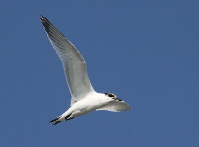 Grote Stern - Sandwich Tern