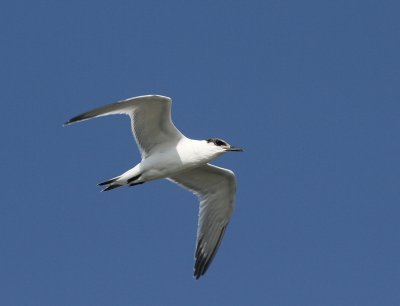 Grote Stern - Sandwich Tern