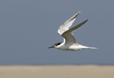Grote Stern - Sandwich Tern