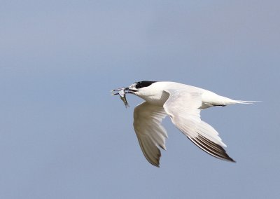 Grote Stern - Sandwich Tern