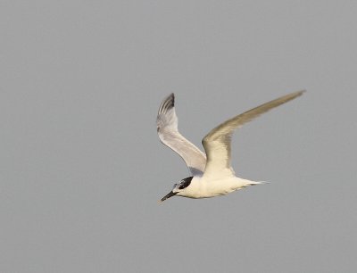Grote Stern - Sandwich Tern
