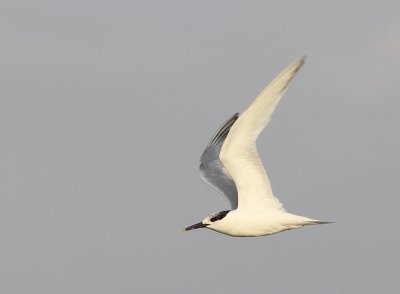 Grote Stern - Sandwich Tern