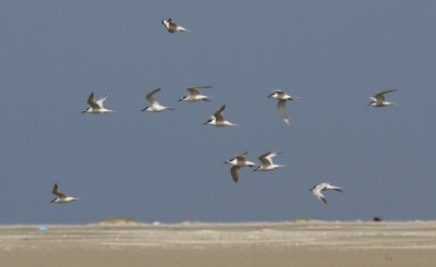 Grote Sterns - Sandwich Terns