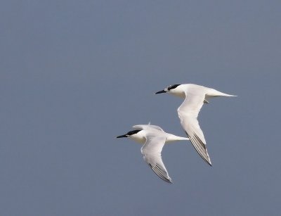 Grote Sterns - Sandwich Terns