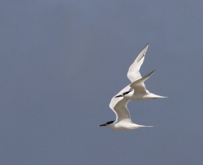 Grote Sterns - Sandwich Terns