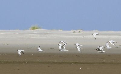 Grote Sterns - Sandwich Terns