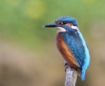 IJsvogel - Common Kingfisher