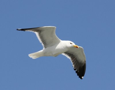 Kleine Mantelmeeuw - Lesser Black-backed Gull
