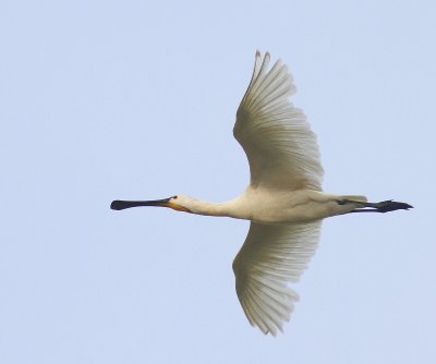 Lepelaar - Eurasian Spoonbill