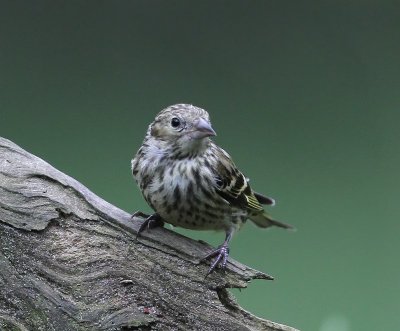 Sijs - Eurasian Siskin